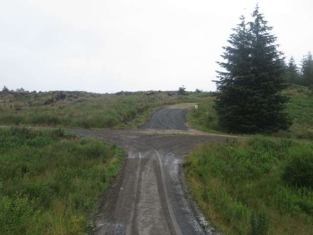 Track junction in Wark Forest