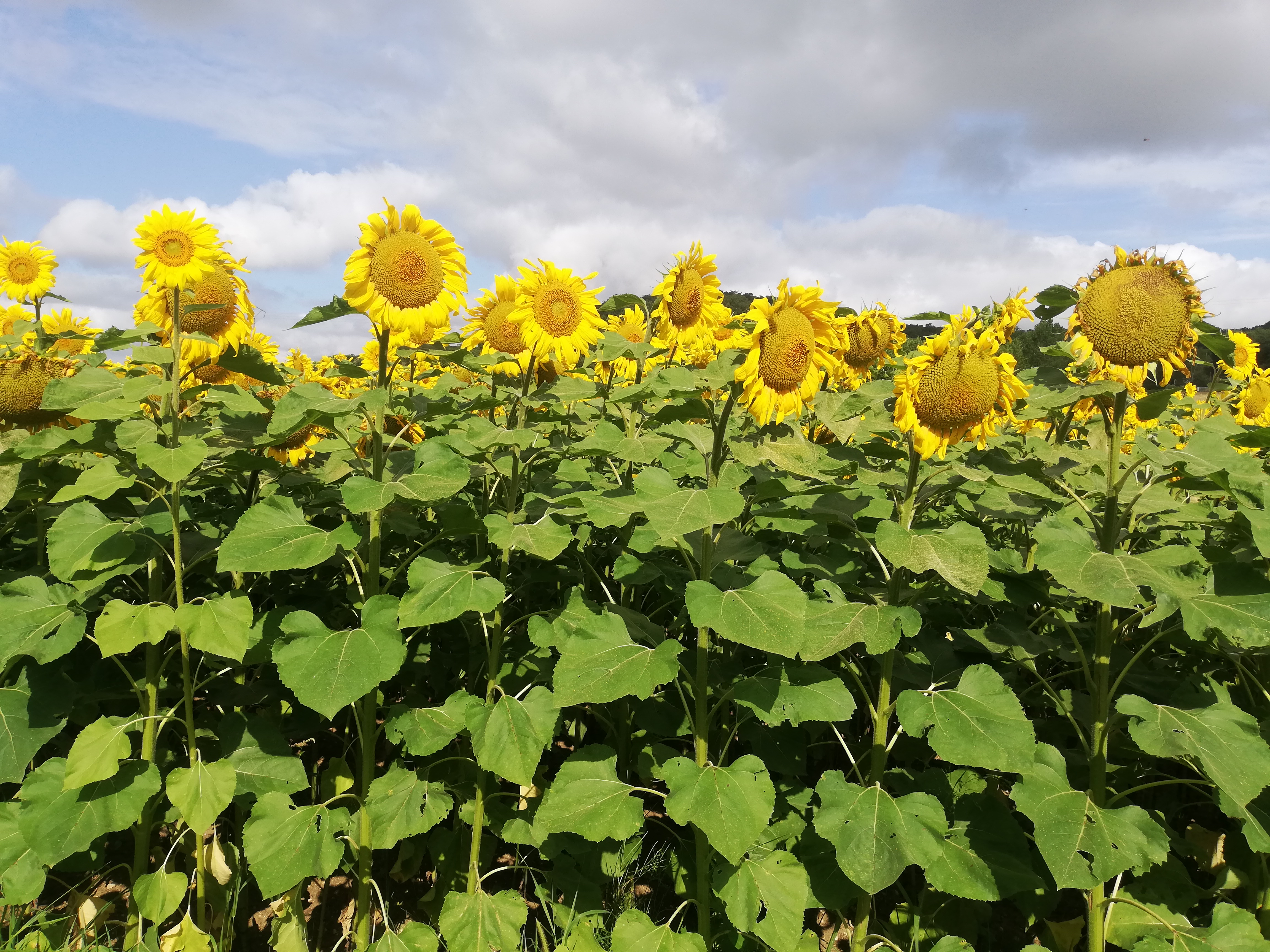 voyager seule chemin de compostelle